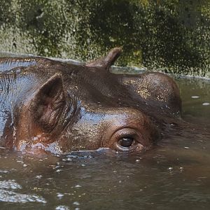 Hippopotamus (Hippopotamus amphibius) Imani, 2024-09-29