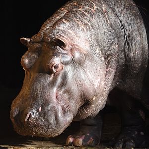 Hippopotamus (Hippopotamus amphibius) Hermien, 2024-09-29