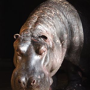 Hippopotamus (Hippopotamus amphibius) Hermien, 2024-09-29
