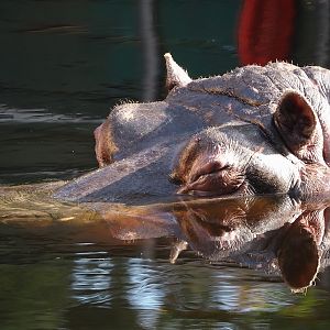 Hippopotamus (Hippopotamus amphibius) Hermien, 2024-09-29