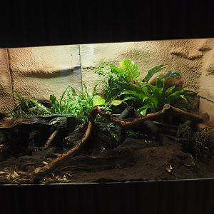 Re-done Monocled cobra terrarium, 2024-09-29