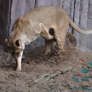 African lioness (Panthera leo) digging, 2024-09-29