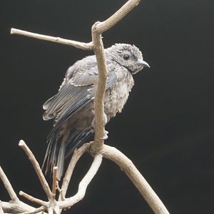 Spangled cotinga fledgling (Cotinga cayana), 2024-09-29