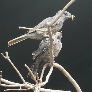 Spangled cotinga female and fledgling (Cotinga cayana), 2024-09-29