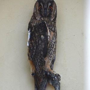 Canary Island long-eared owl (Asio otus canariensis)