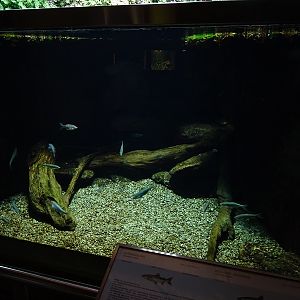 Tank for Danube bleak and lake char