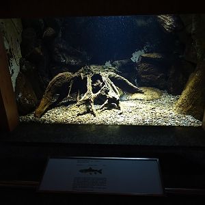 Tank for brown trout