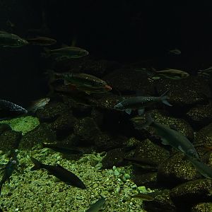 Tank for pearl roach, Italian nase and Italian soufflia