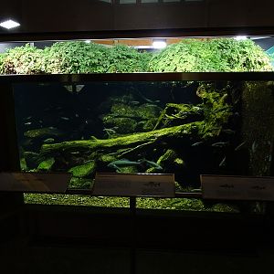 'Äschenregion’ Tank for greyling, dace, soufflia