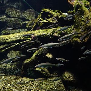 'Äschenregion’ Tank for greyling, dace, soufflia