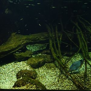 Tank for Wels catfish, northern pike and zander