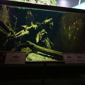 Tank for tench, European perch, white bream and crucian carp