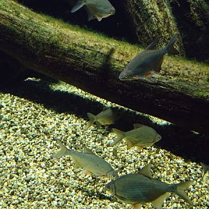 White bream (Blicca bjoerkna)