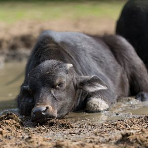 Water Buffalo Calf, Banham, UK