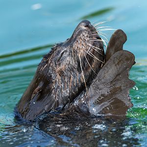 South American Fur Seal, Banham, UK