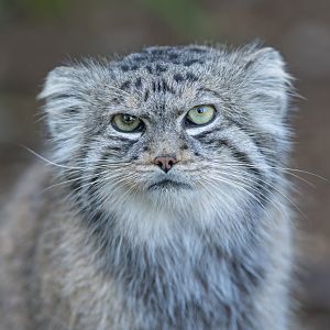 Pallas's Cat, Banham, UK