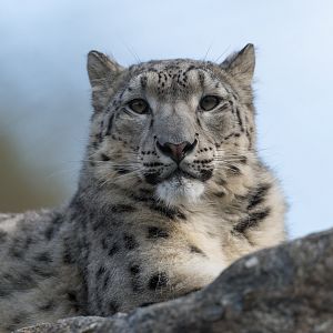 Snow Leopard (f), Banham, UK