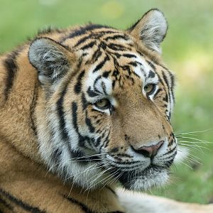 Juvenile Amur Tiger, Banham, UK