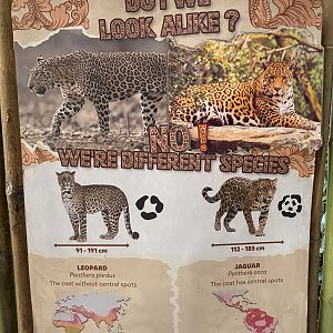 Javan Leopard Exhibit Sign