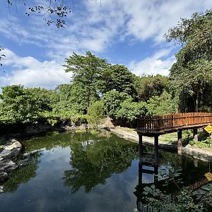 Saltwater Crocodile Exhibit - fantastic!