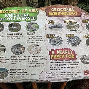 Saltwater Crocodile Exhibit Sign