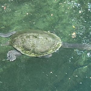 Turtle ID San Diego Zoo (C parkeri or C expansa)