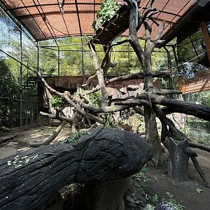 Proboscis Monkey Exhibit