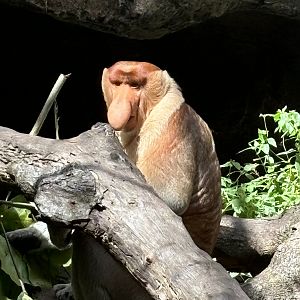 Proboscis Monkey