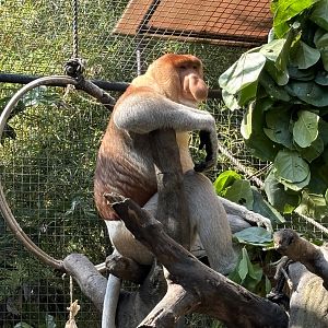 Proboscis Monkey