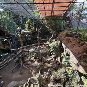 Proboscis Monkey Exhibit