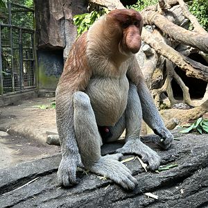 Proboscis Monkey