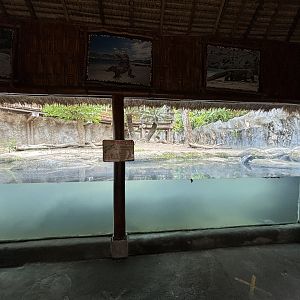 Komodo Dragon Exhibit #1