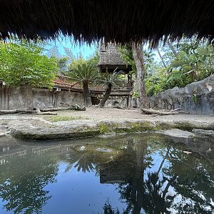 Komodo Dragon Exhibit #1