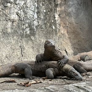 3 Komodo Dragons