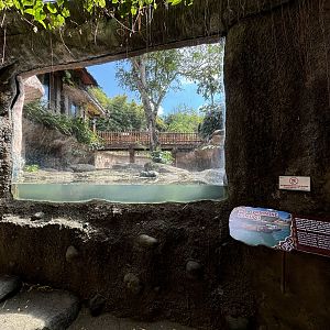 Komodo Dragon Exhibit #1