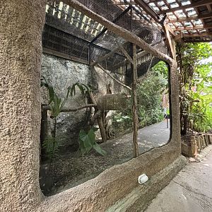 Asian Palm Civet Exhibit