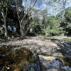 Saltwater Crocodile Exhibit