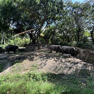 Asian Elephant Exhibit #1