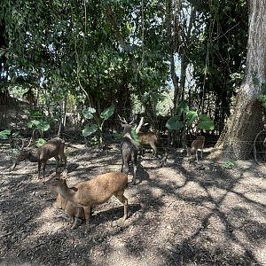 Assorted Deer Paddock