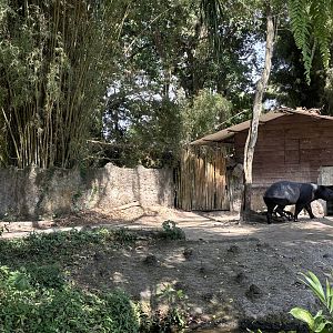 Malayan Tapir Exhibit