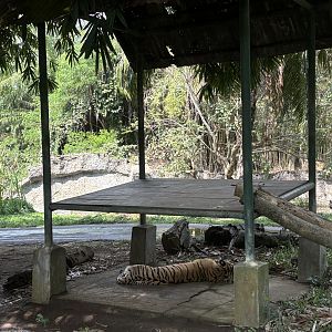 Tiger Exhibit - sleeping cat