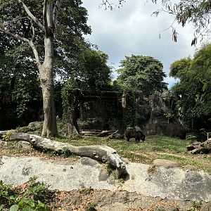 Asiatic Black Bear Exhibit