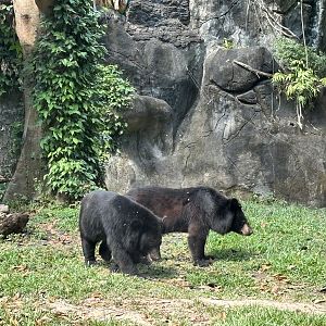 Asiatic Black Bears