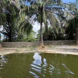 Common Hippo Exhibit