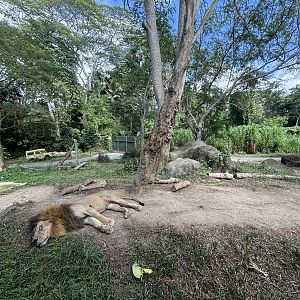 Lion Exhibit