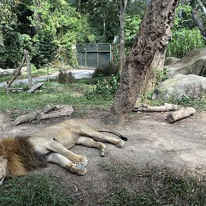 Lion Exhibit
