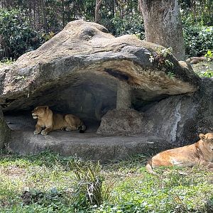 Lion Exhibit