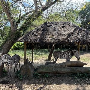 Zebra Exhibit