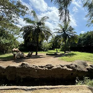Bactrian Camel Exhibit