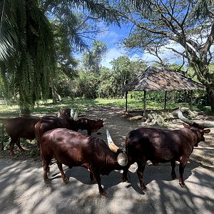 Watusi Exhibit